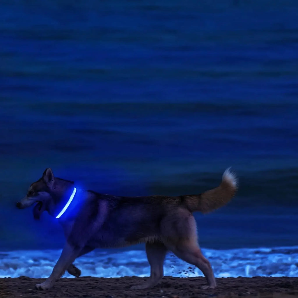 Light up Pet Collar Flashing Glow in the Dark