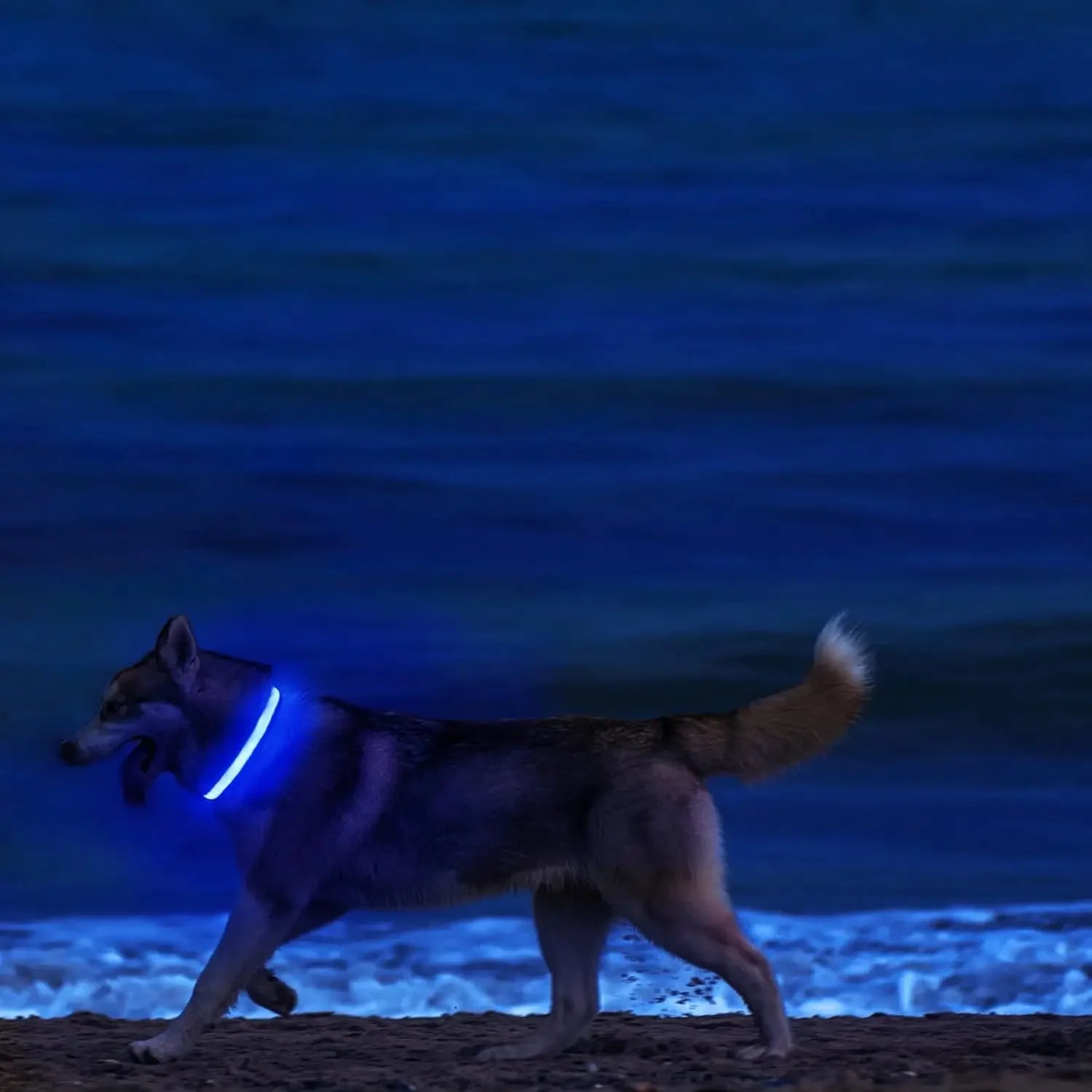 Light up Pet Collar Flashing Glow in the Dark